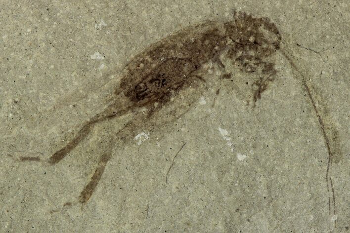 Eocene Fossil Cricket (Orthoptera) - Green River Formation #356696